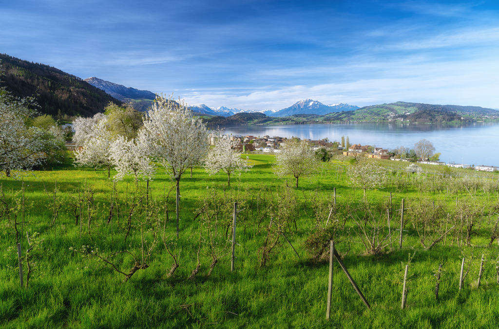 Chriesiblüte am Zugersee | Die Kirschbäume am Zugersee stehen in voller Blüte. Die Sicht vom Gimenen in Oberwil ist faszinierend. - Realisiert mit Pictrs.com
