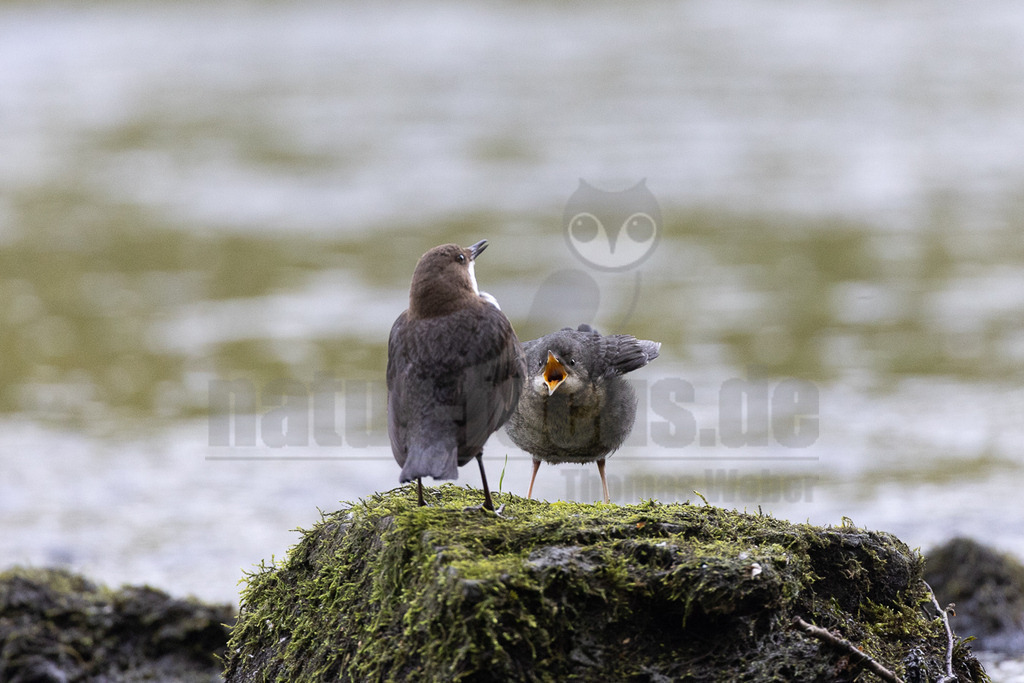 R5NF0051_20240501 | Die Wasseramsel oder Eurasische Wasseramsel ist die einzige auch in Mitteleuropa vorkommende Vertreterin der Familie der Wasseramseln. Der etwa starengroße, rundlich wirkende Singvogel ist eng an das Leben entlang schnellfließender, klarer Gewässer gebunden. - Realisiert mit Pictrs.com