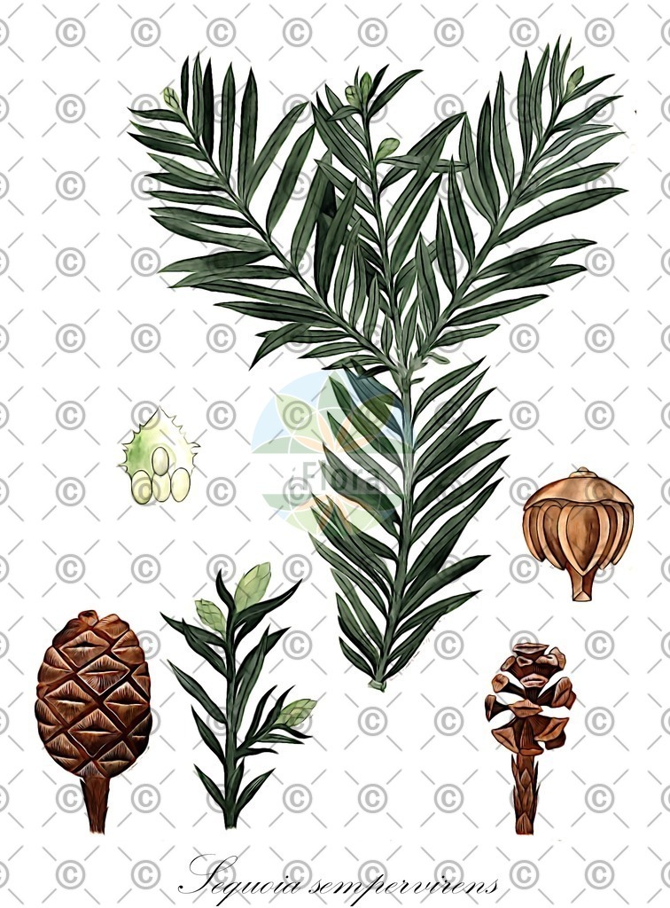 HistAbb_wfo-0000496705_2_ENZY_Simple | Historische Abbildung von Sequoia sempervirens - Cupressaceae | Historical Illustration of Sequoia sempervirens - Cupressaceae (coastal redwood)