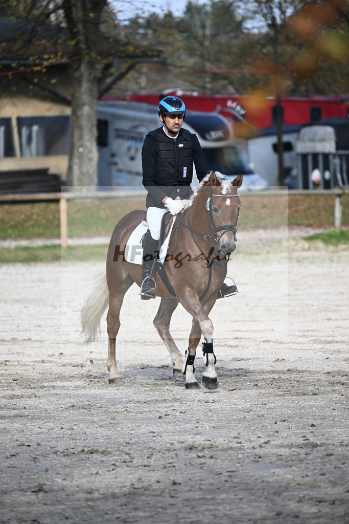 Kat-Nr. 8 Eiswind_Sendig Gestuet Meura_44240776 | hf-fotografie - Realisiert mit Pictrs.com
