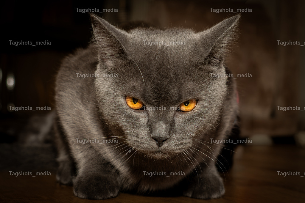 A7303685 | tagshotsmedia - Realisiert mit Pictrs.com