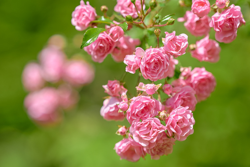 stammrosen-the-fairy-vb | Entdecken Sie hochwertige Kunstdrucke im Online-Shop von Rainer Plett. Die Fotografien umfassen norddeutsche Landschaften, Blumen, Tiere, Natur und Sehenswürdigkeiten. Erfreuen Sie sich an auserlesenen Motiven aus Schleswig-Holstein und Hamburg. - Realisiert mit Pictrs.com