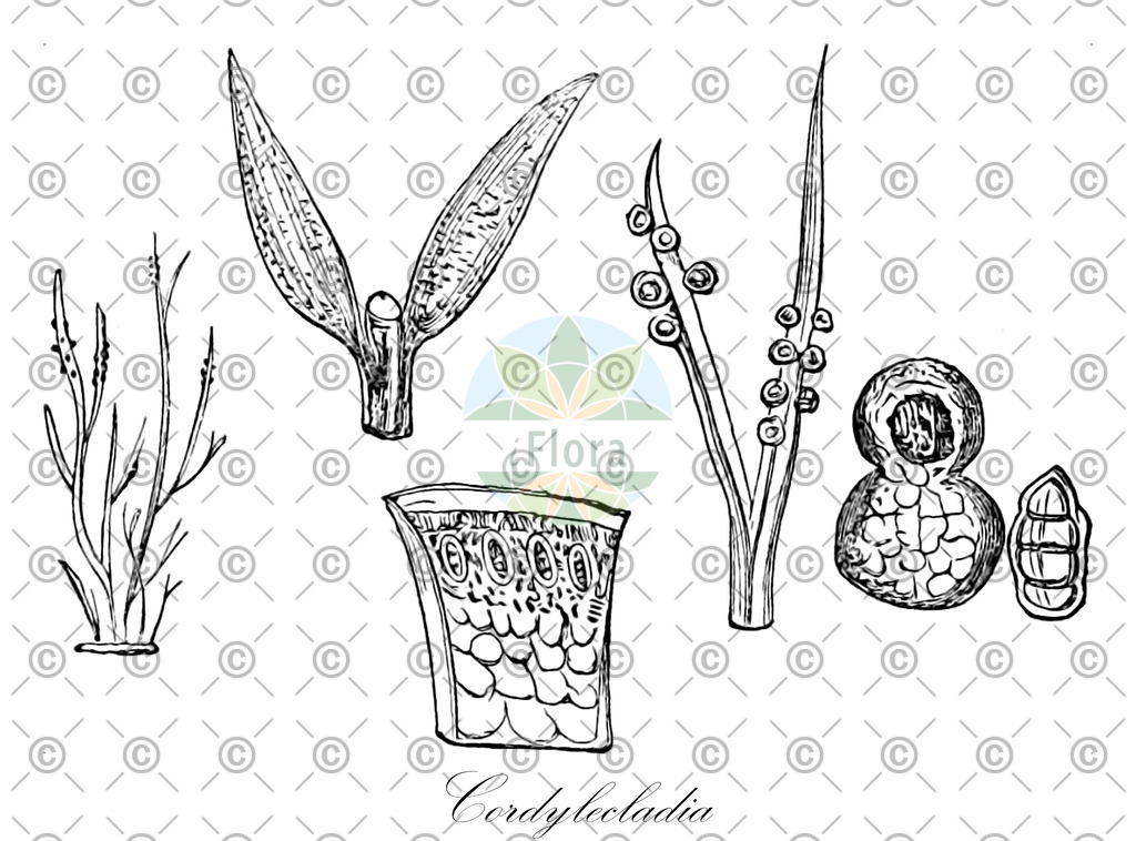 HistAbb_wfo-0000764243_2_ENZY_Simple | Historische Abbildung von Cordylecladia - Rhodymeniaceae (0) | Historical Illustration of Cordylecladia - Rhodymeniaceae (0)