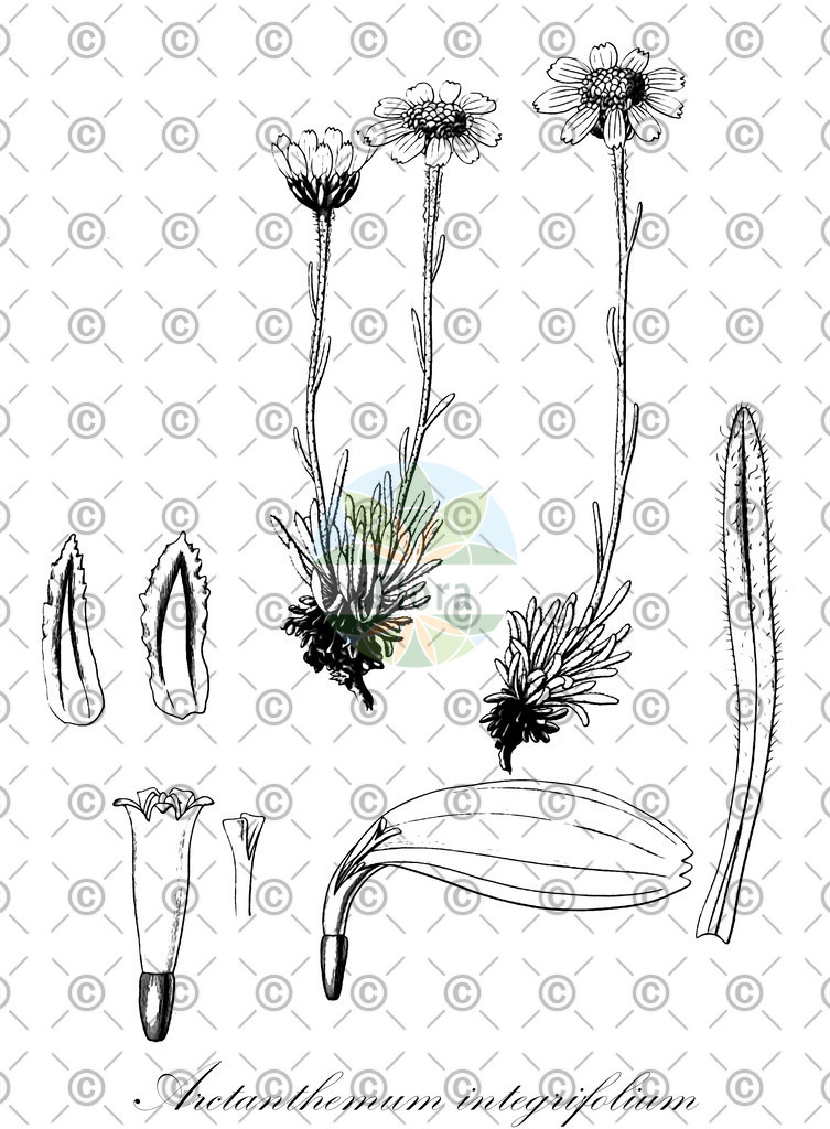 HistAbb_wfo-0000543410_1_ENZY_Simple | Historische Abbildung von Arctanthemum integrifolium - Asteraceae | Historical Illustration of Arctanthemum integrifolium - Asteraceae