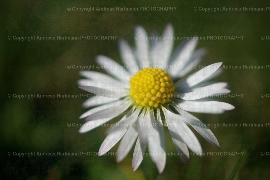 Gänseblümchen ganz groß mit Bokeh | Gänseblümchen ganz groß mit Bokeh - Realisiert mit Pictrs.com