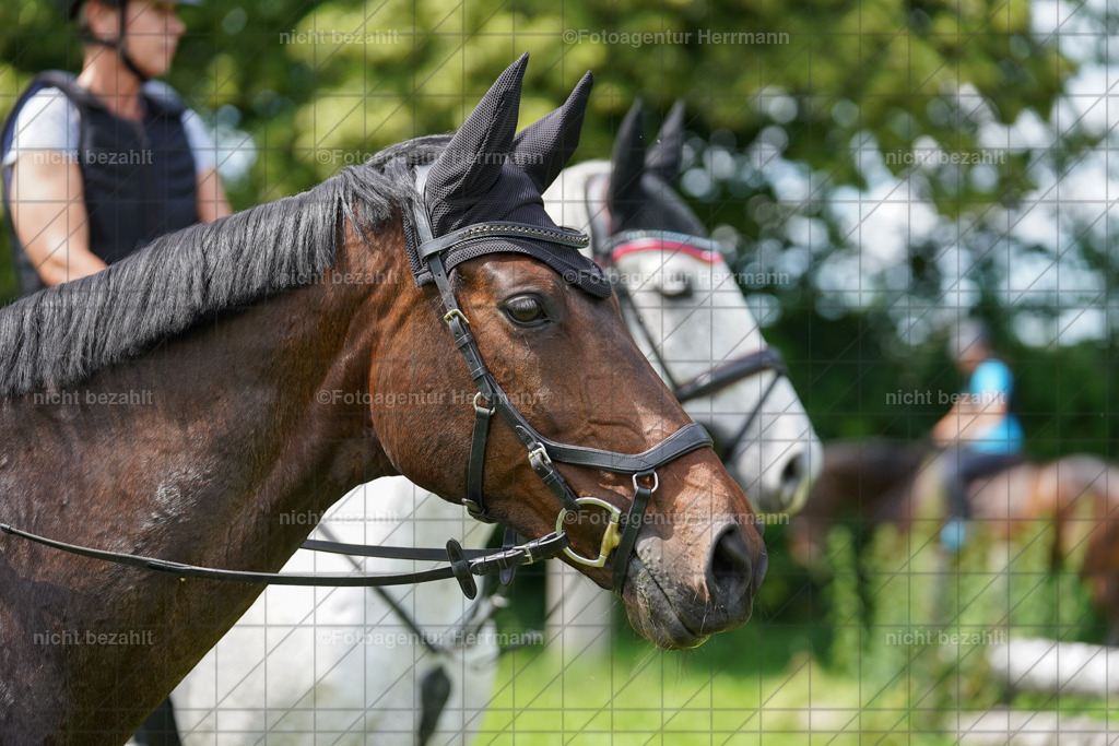20240622-FAH07563 | Turnierfotografen Bayern, Reitsportbilder aus dem Geländekurs mit Felix Etzel auf dem Gut Waitzacker 2024