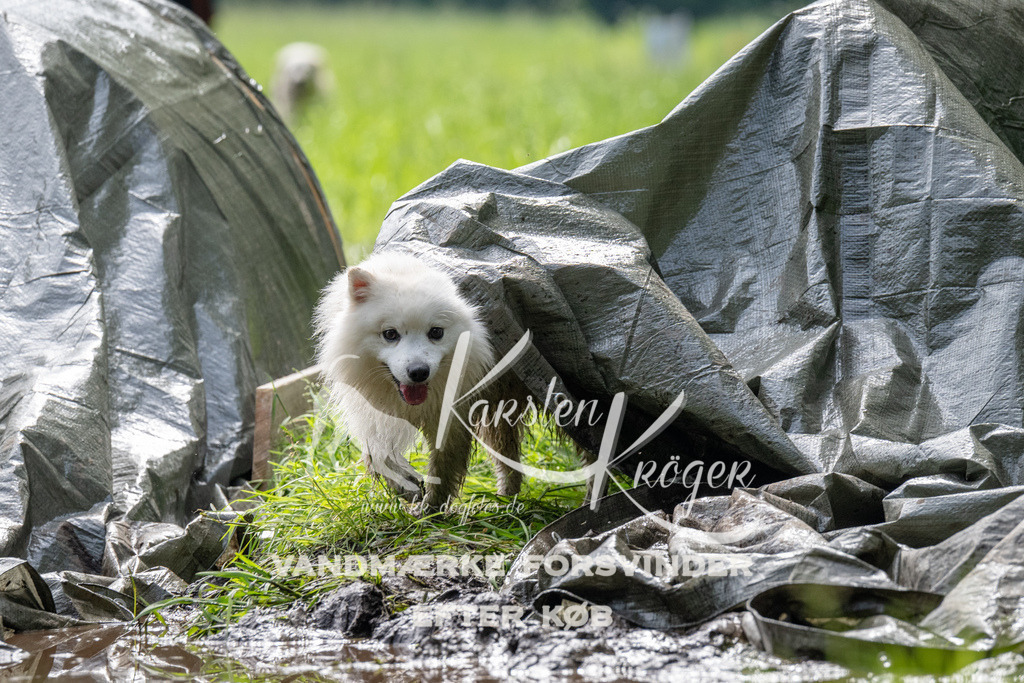 0930_ZZ90884 | kk-dogfotos