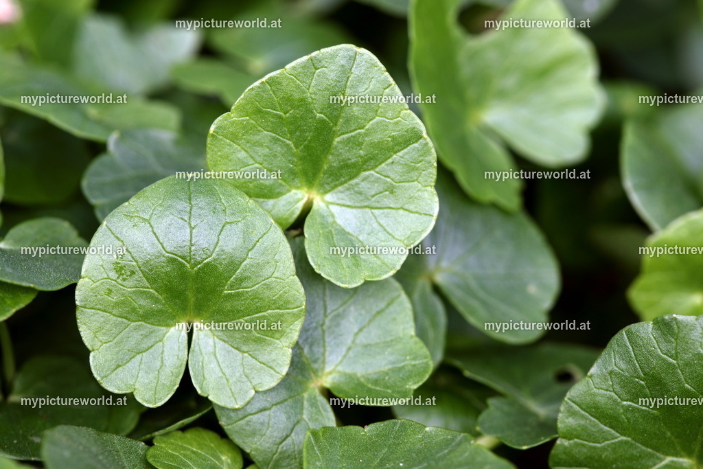Scharbockskraut-001 | Das Bilderarchiv über Tiere, Planzen und Landschaften. In der Bilddatenbank finden Sie ein große Auswahl an hochwertigen Bilder für Ihre Werbung - Realized with Pictrs.com