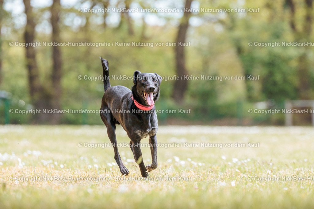 Sage Hunderennen Frühlingsfest-2026-Nickbest-Hundefotografie-0458 | Dein Hund! Dein Moment! Deine Erinnerungen! Hundefotografie in Bremen Blumenthal. Ich fange die besonderen Momente deines Vierbeiners ein – ob Indoor mit Blitzanlage oder in der freien Natur. Sicher dir dein Moment und dein Termin für eure Erinnerungen.