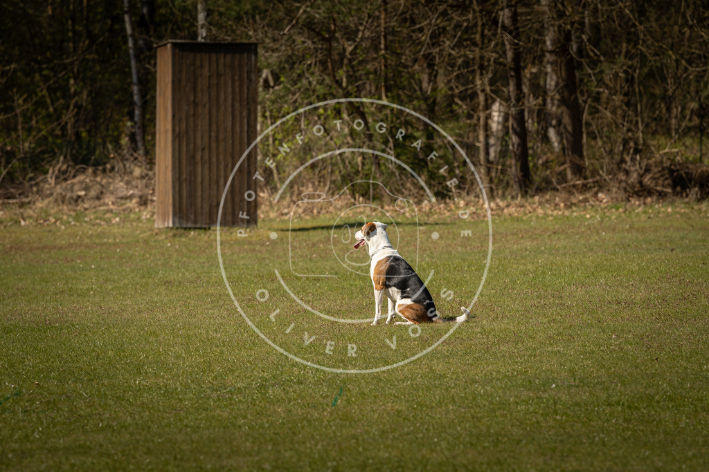 Pfotenfotografie_DV3A0664 | Hundefotografie, Tierfotograf, Pfotenfotografie, Fotoshooting Hund, Hunde Portrait, Hundesport, Hundeportraits, Heideshooting, Hunde, Sportfotograf, Hundefotograf, Turnierhundsport, THS,  - Realisiert mit Pictrs.com