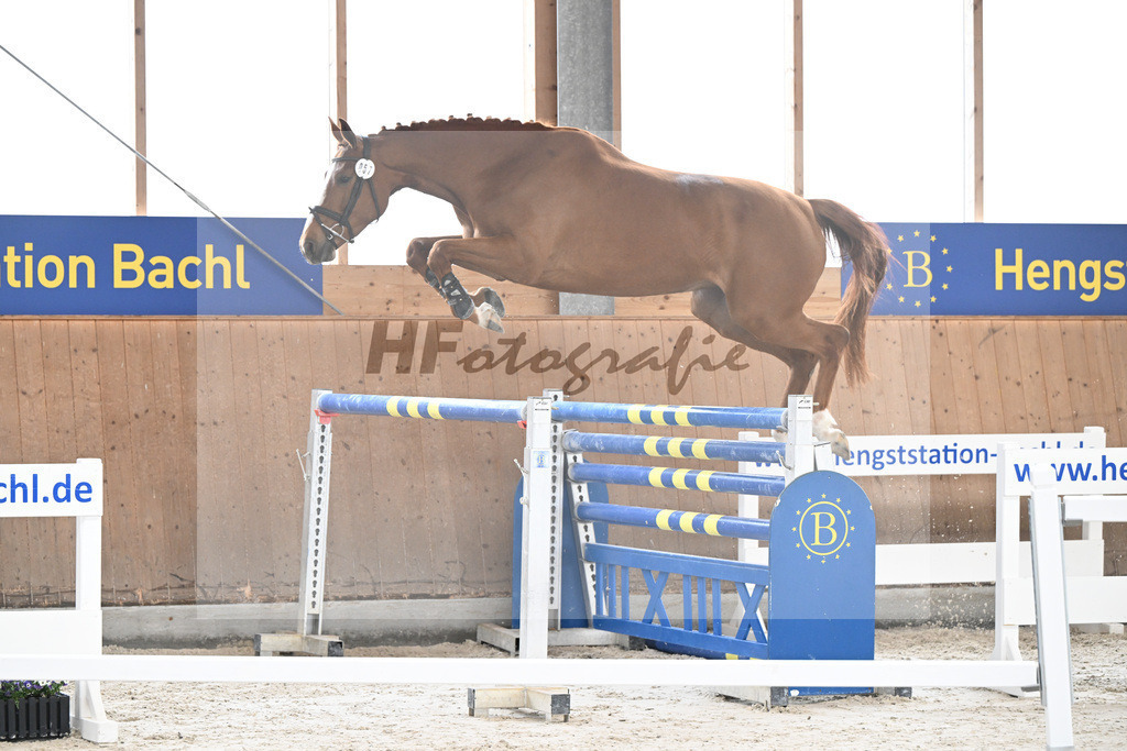 Kat-Nr. 57 Zauberwald v. Talent Charboniere_Bray_5251680 | hf-fotografie - Realisiert mit Pictrs.com