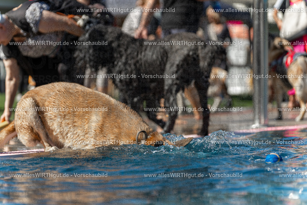 Hundeschwimmen_Volksbad_2026-allesWIRTHgut_Tierfotografie-2609061159-110959-7R500047 | Professionelle Tierfotografie in Mönchengladbach von Daniel Wirth (allesWIRTHgut). Liebevolle & natürliche Bilder von Hunden & Katzen für unvergessliche Erinnerungen.