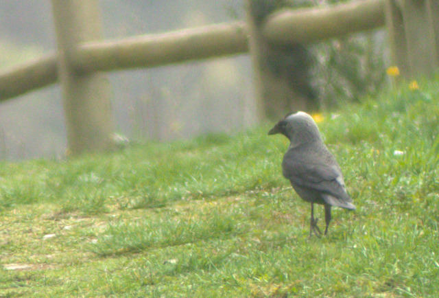 Dohle | Verkauf von Fotos und  Videoclips zumThema Natur.Motive sind Pflanzen, Tiere, Landschaftenund Wetter - Realisiert mit Pictrs.com