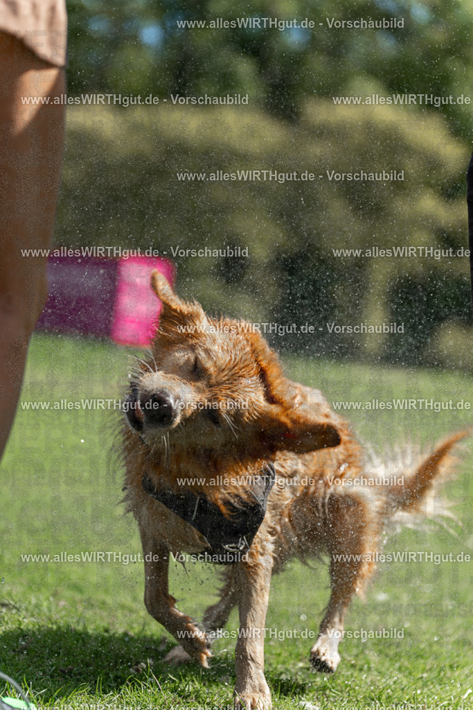 Hundeschwimmen_Volksbad_2026-allesWIRTHgut_Tierfotografie-2609061208-111801-7R500211 | Professionelle Tierfotografie in Mönchengladbach von Daniel Wirth (allesWIRTHgut). Liebevolle & natürliche Bilder von Hunden & Katzen für unvergessliche Erinnerungen.