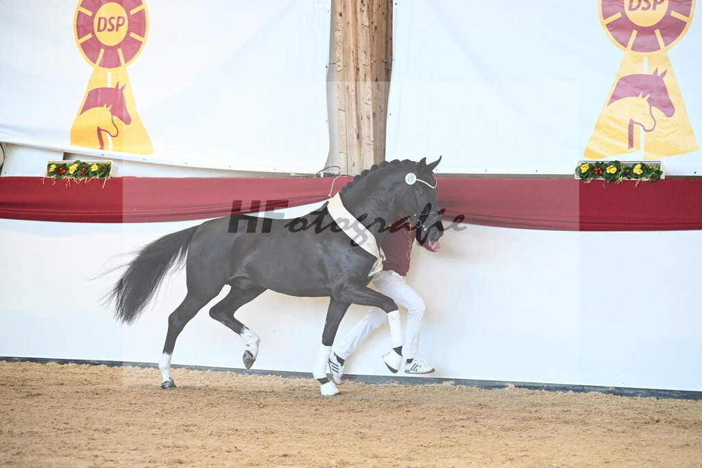 Kat.-Nr. 65 v. Springbank II VH_Reichert_2242857 | hf-fotografie - Realisiert mit Pictrs.com