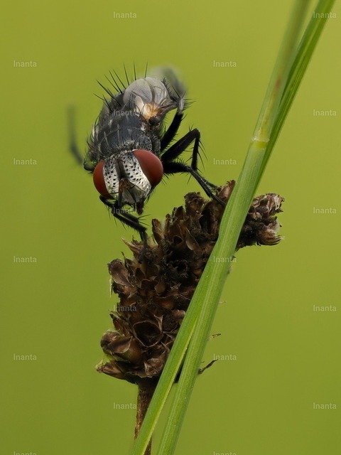 Graue Fleischfliege (Sarcophaga carnaria) | Die Graue Fleischfliege (Sarcophaga carnaria), auch Aasfliege genannt, ist eine 10–18 mm große, grau-schwarz gemusterte Fliege aus der Familie der Fleischfliegen. Sie wird häufig an Aas, Kot oder in Gärten beobachtet.
 –  – 
The Common Flesh Fly (Sarcophaga carnaria), also known as the Grey Flesh Fly, is a 10–18 mm grayish-black patterned fly from the flesh fly family. It is commonly found near carrion, dung or in gardens. - Realisiert mit Pictrs.com