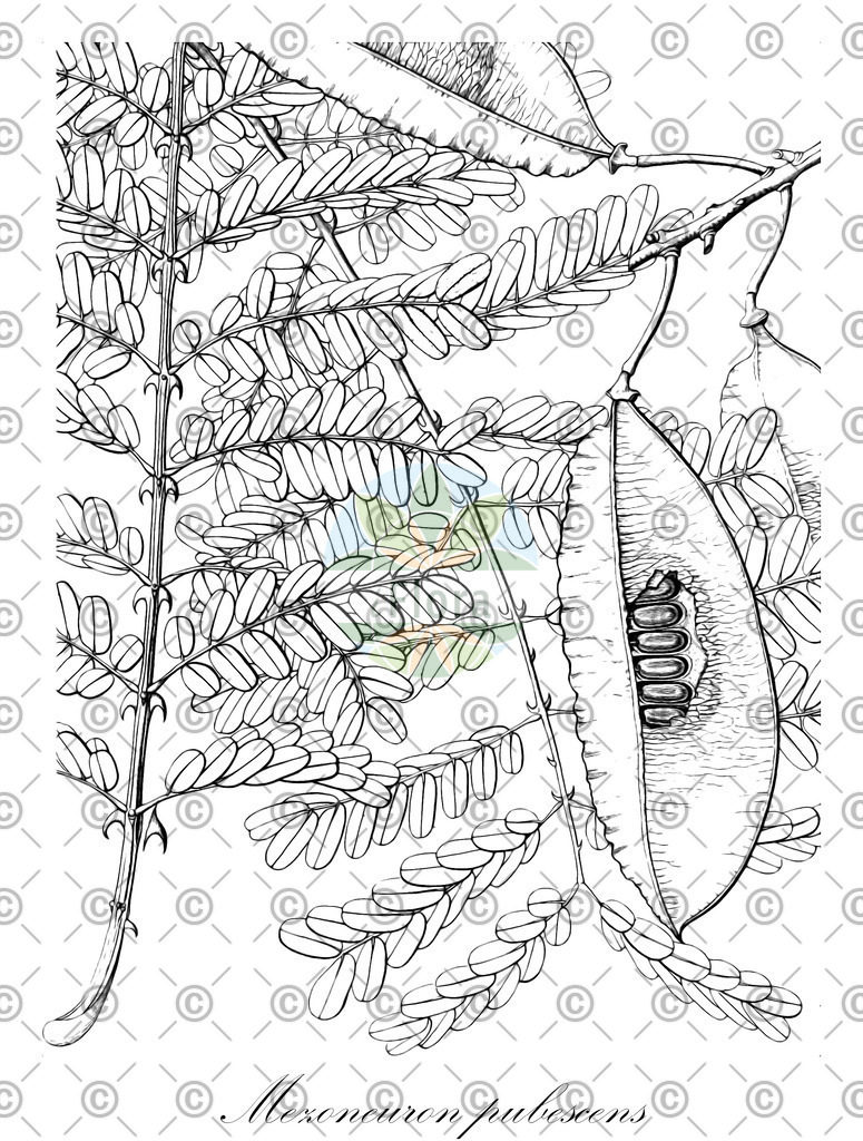 HistAbb_3697_1_FLORAD_SIMPLE | Historische Abbildung von Mezoneuron pubescens - Fabaceae | Historical Illustration of Mezoneuron pubescens - Fabaceae