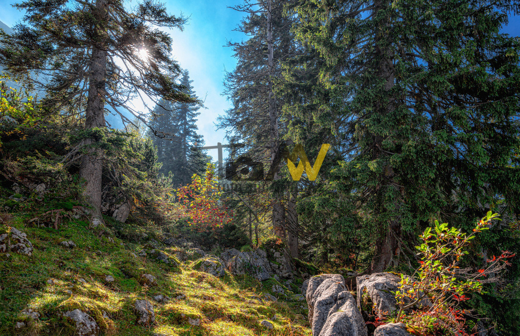 Typische farbenfrohe Berglandschaft am Tegernsee-----Alpen | Ein Bild von einer typischen Szene in den bayrischen Alpen am Tegernsee.Das Bild zeigt eine malerische Waldlandschaft, die sich ideal zum Wandern eignet. Es zeigt einen sonnigen, moosbewachsenen Hang mit großen Nadelbäumen und Felsen.Die Szenerie fängt die Ruhe und Schönheit der Natur ein.Ähnliche Landschaften findet man in verschiedenen Regionen Deutschlands, von der Eifel bis Bayern.  - Realisiert mit Pictrs.com