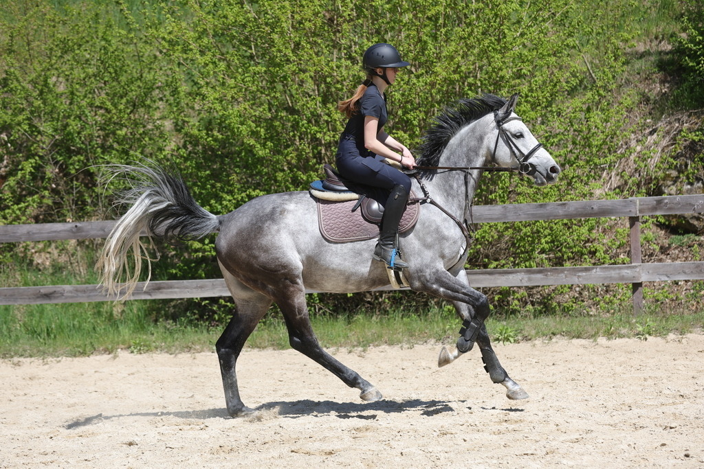 0P6A8838 | Willkommen bei Brunnmayr - Design & Fotografie – Ihrem Spezialisten für Reitturniere und Pferdeveranstaltungen in Oberösterreich, Salzburg und Bayern! Seit über 17 Jahren sind wir leidenschaftlich dabei.