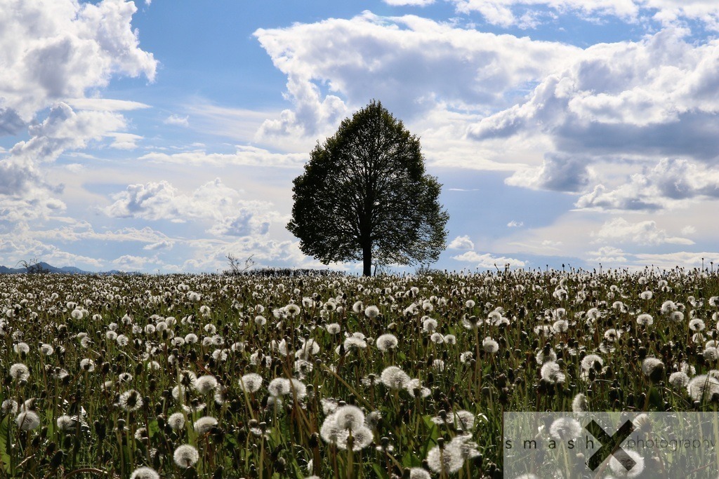 Awakening of Spring 04 | St.Gallen (Switzerland/Schweiz)