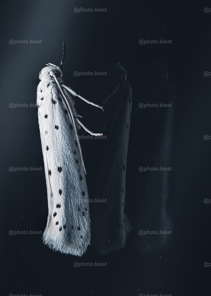 Cosmic Ghosts | Eine winzigkleine Gespinstmotte saß zufällig an der Eingangstür. Dank der Mehrfachverglasung und kleiner Staubpartikel entstand dieses eindrucksvolle Bild. - Realisiert mit Pictrs.com