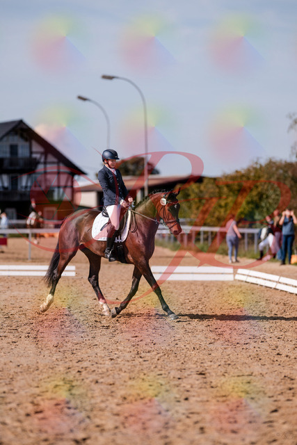 2026_10_03_Siefer-Hof_125732_Z81_45936734 | Professionelle Reitsport-, Turnier- und Eventfotografie von Robert Broda. Galerien mit ausgewählten und bearbeiteten Bildern direkt online ansehen und bestellen.