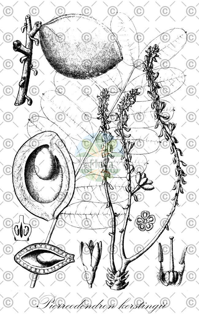 HistAbb_wfo-0000273321_2_ENZY_Simple | Historische Abbildung von Pierreodendron kerstingii - Simaroubaceae | Historical Illustration of Pierreodendron kerstingii - Simaroubaceae