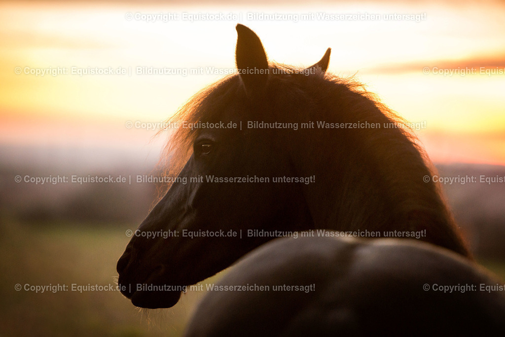 TS_20170310_Friese_Portrait_0003 | equistock
