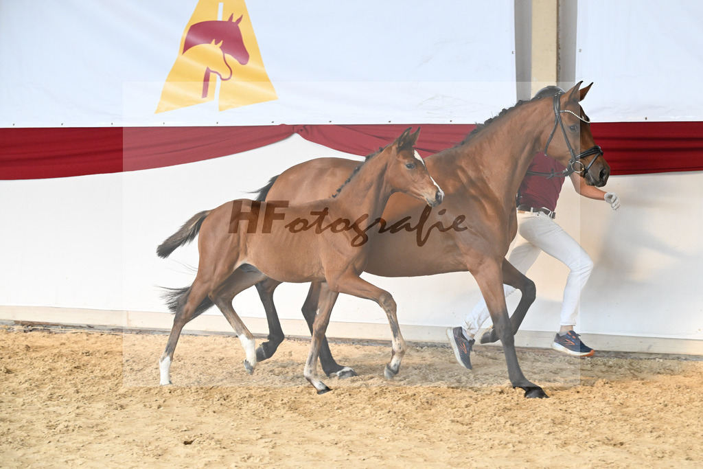 Praesentation Auktionsfohlen_37250255 | hf-fotografie - Realizzato con Pictrs.com