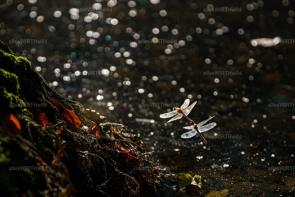 Momente voller Magie | Entdecke die faszinierende Welt der Natur- und Wildlife-Fotografie von Daniel und Bärbel. Inspirierende Bilder von wilden Tieren und kleinen Naturwundern.