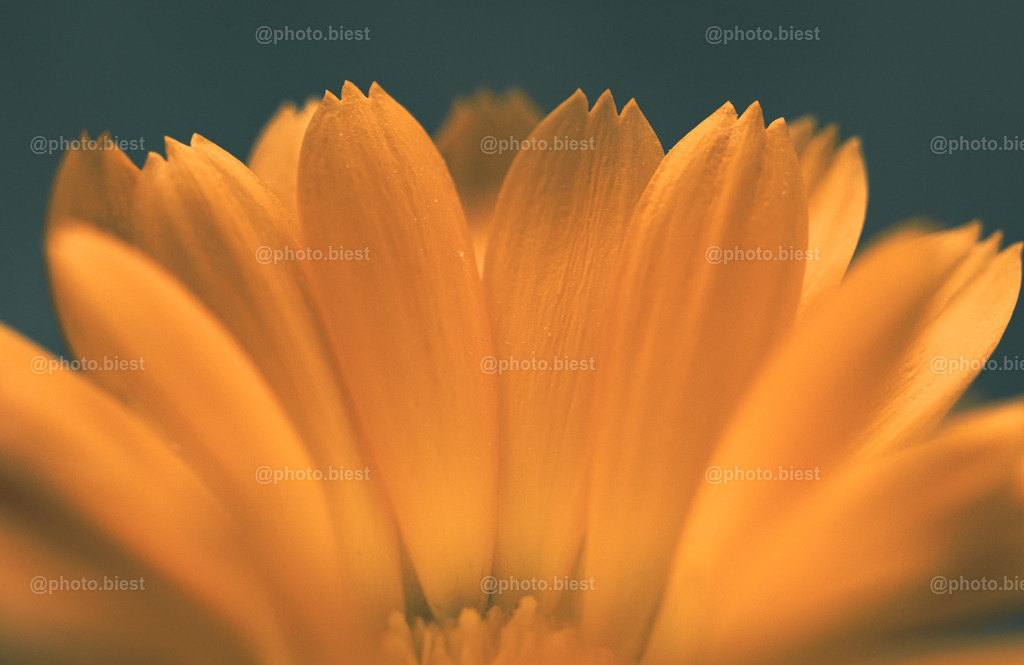 Blütenzähne | Kleine Blütenblätter einer Ringelblume. - Realisiert mit Pictrs.com