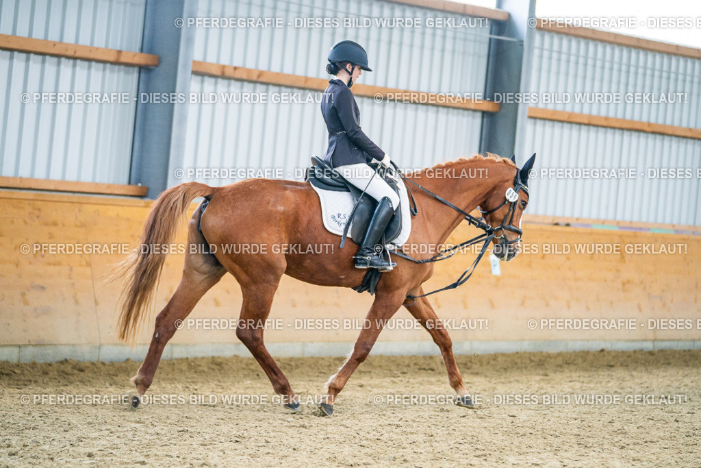 DSC04272 | Pferdegrafie