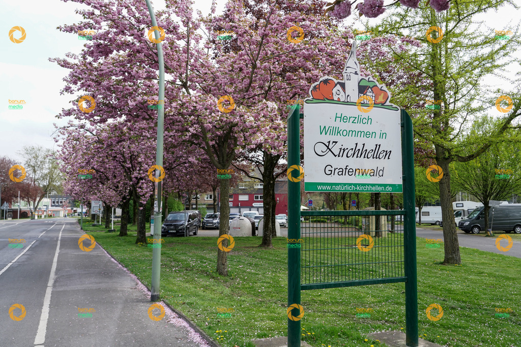 260417-1305_AB33-H-DB_02942 | Kirschblüte Grafenwald Stock - Realisiert mit Pictrs.com
