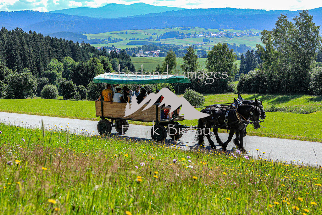 OE7A5551 | Seit Jahrzehnten gibt es diese eindrucksvolle Pferdeveranstaltung der Pferdefreunde Rinchnach. Der Ursprung, bei der Gedächtnisfahrt an bereits verstorbene Pferdefreunde zu erinnern ist bis heute geblieben.