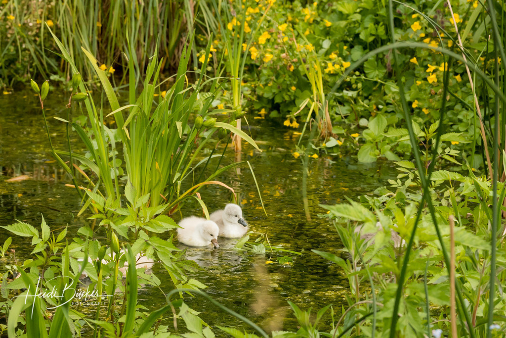 Schwanenküken in einem Teich | Schwanenküken in einem Teich - Realisiert mit Pictrs.com
