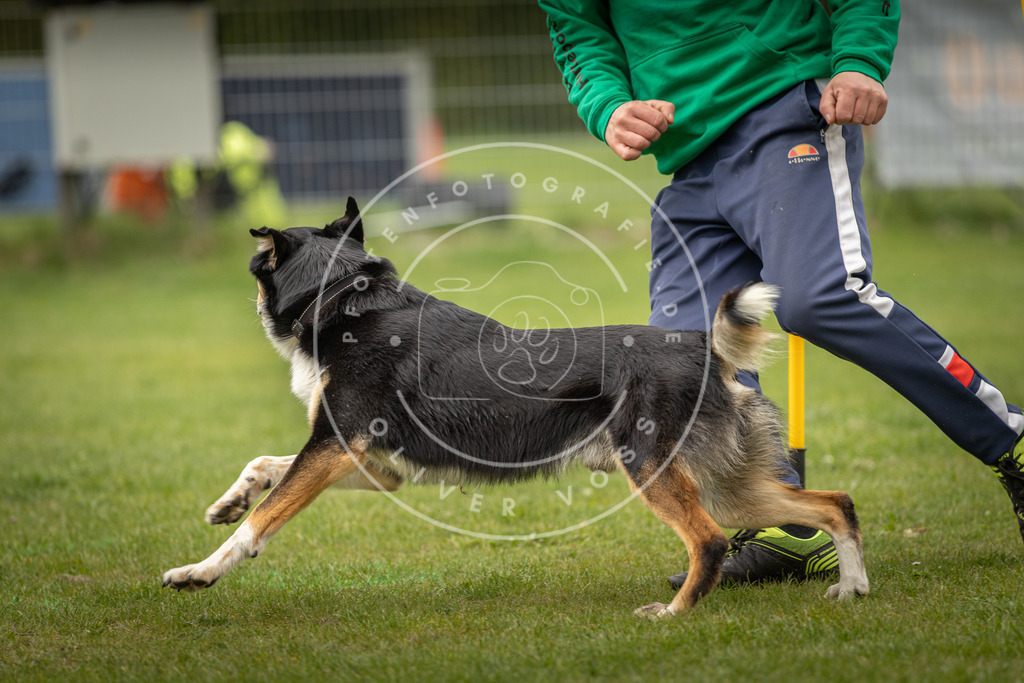 Pfotenfotografie_DV3A2171 | Hundefotografie, Tierfotograf, Pfotenfotografie, Fotoshooting Hund, Hunde Portrait, Hundesport, Hundeportraits, Heideshooting, Hunde, Sportfotograf, Hundefotograf, Turnierhundsport, THS,  - Realisiert mit Pictrs.com