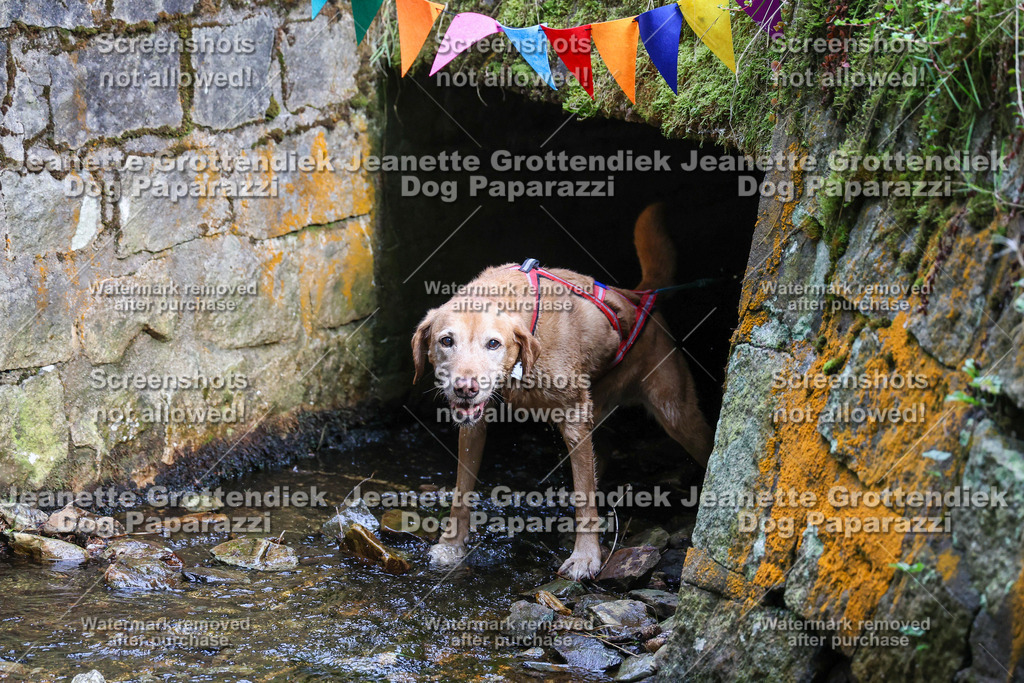 Dog Paparazzi -  TH 26-30 | Dog Paparazzi Jeanette Grottendiek Fotografie & Videografie - Realisiert mit Pictrs.com