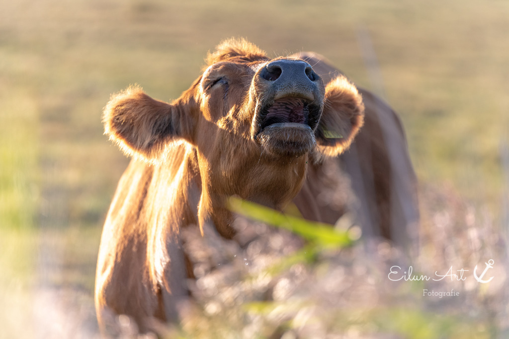 EAF_5177 | Eilun-Art-Fotografie Levke Martens, ihre Fotografin für Immobilien- und Landschaftsfotografie auf Föhr, Föhrer Motive als Poster, Leinwand, hinter Acrylglas oder stelle dir deinen eigenen Monatskalender zusammen, mit nur einem Klick