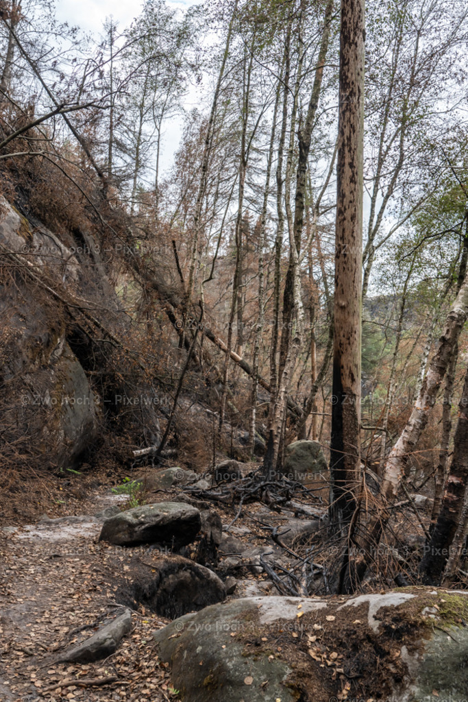 Obere_Affensteinpromenade_Siegfried_Bergfried_Waldweg_Felsen | 2022-09-02_Waldbrandgebiete_2 - Realisiert mit Pictrs.com
