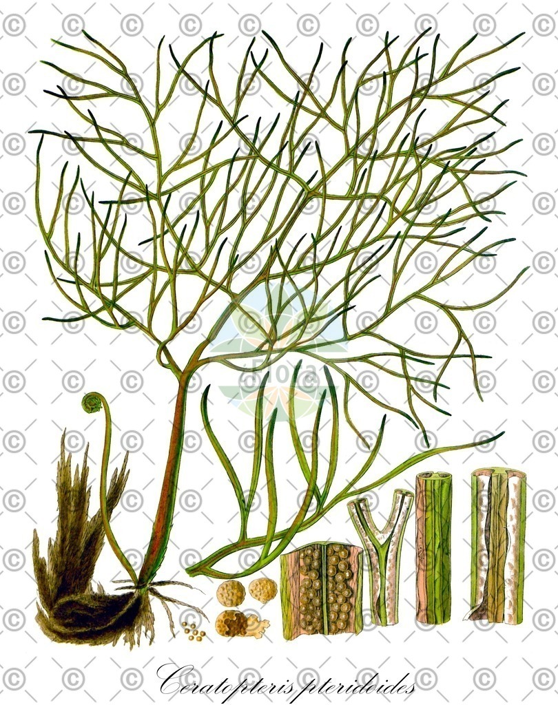 HistAbb_wfo-0001108897_2_ENZY_Simple | Historische Abbildung von Ceratopteris pteridoides - Pteridaceae | Historical Illustration of Ceratopteris pteridoides - Pteridaceae