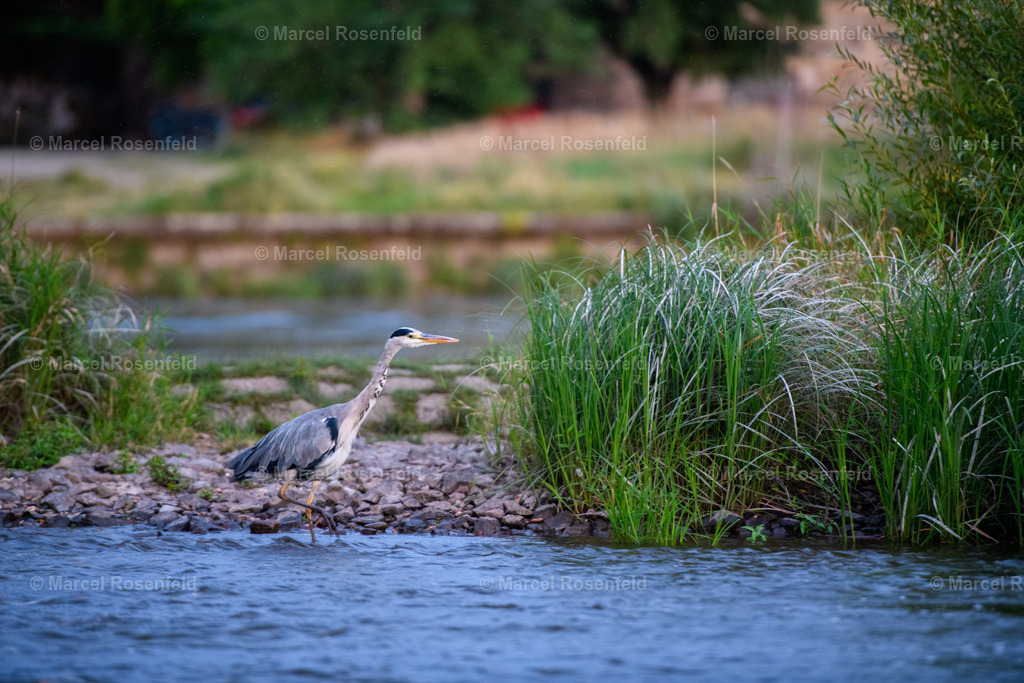 _DSC9339 | foto-rosenfeld