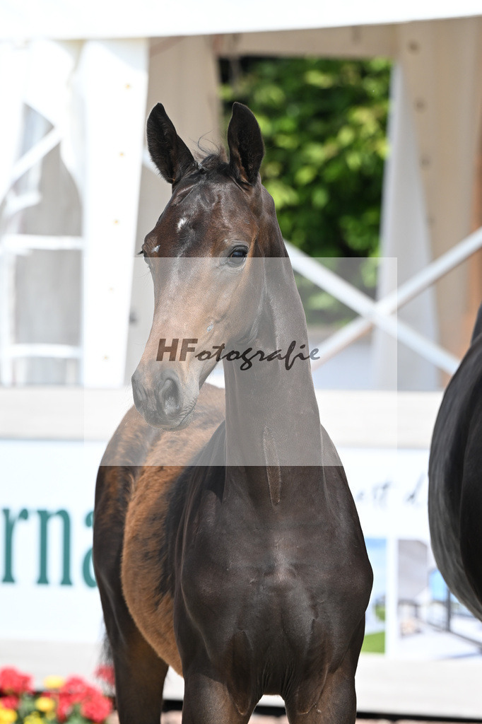 Escaneno x Ganymedes_HF_Amann_12250185 | hf-fotografie - Realisiert mit Pictrs.com