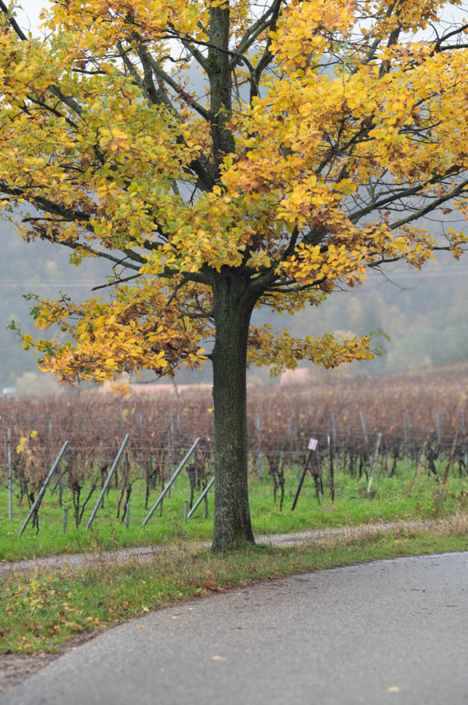 Rhodt unter Rietburg, Deutschland | Die schönsten Bilder für Ihre Räume online bestellen! In unseren Bildergalerien findet Sie alles was es für Ihre Räume braucht. Lassen Sie sich überraschen ☺️ - Realisiert mit Pictrs.com