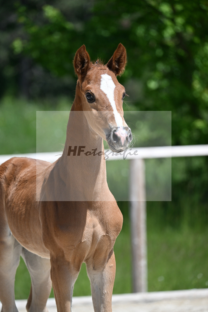 Benicio x Vivaldos_HF_Regele_10250396 | hf-fotografie - Realizzato con Pictrs.com