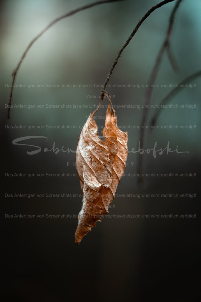 Waldstilleben | People- und Tierfotografie, Imageaufnahmen, Veranstaltungsfotografie und Wandbilder aus der Natur ★ Made in Germany ✔️ Druck + Downloads ✔️ Naturfotografie in Top Qualität ★ schneller Versand, weltweite Lieferung! - Realisiert mit Pictrs.com