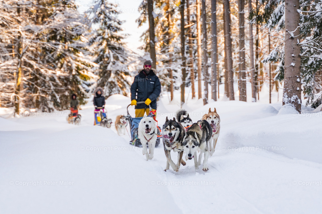 Huskyschlitten_Faubelhof_Hohenthurn-173 | piet_flosse
