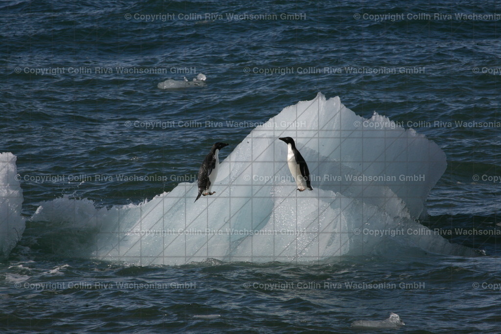 IMG_9657 | Antarktis / Antarctica - Realisiert mit Pictrs.com