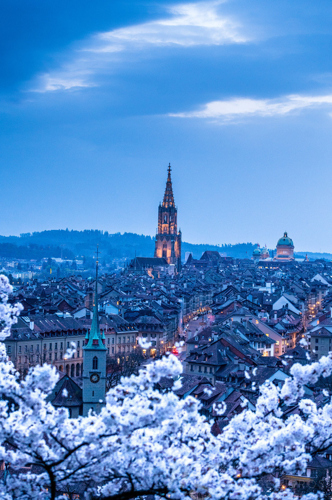 historic clocktower of Berner Münster during scenic cherry blossom in Rosengarten at blue hour | Die ideale Geschenkidee für Naturliebhaber. Naturbilder von Marcel Gross Photography für ihr Zuhause in den verschiedensten Formaten und Materialien. - Realisiert mit Pictrs.com