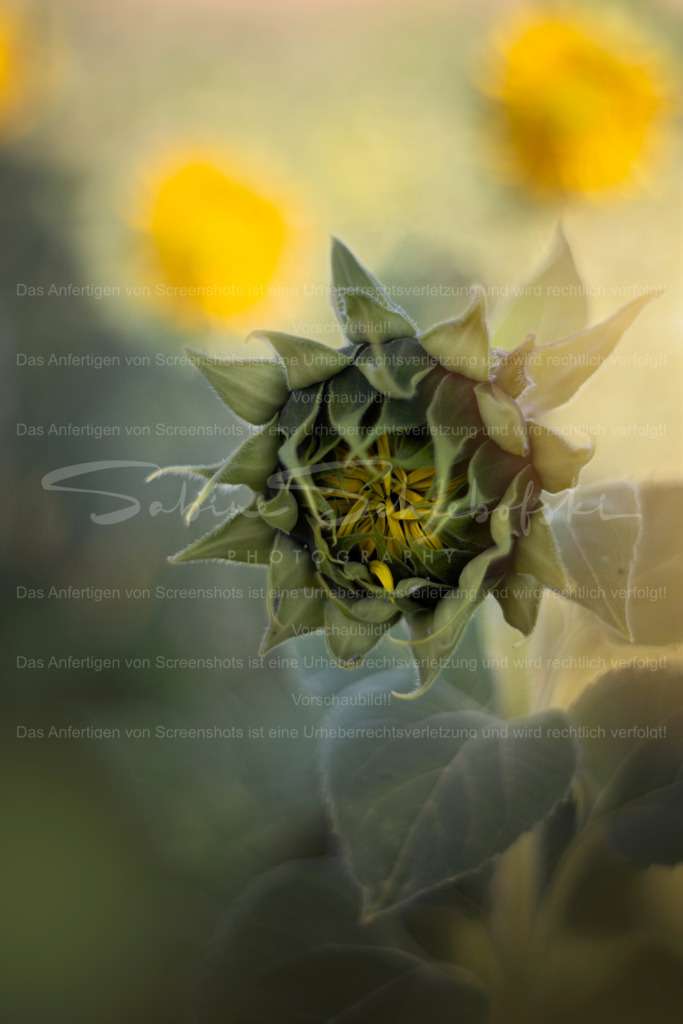 Good Morning, Sun | Exklusive Naturfotografie für stilvolle Wanddekoration ★ Premium Wandbilder Made in Germany ✔️ FineArt Drucke & Downloads ✔️ Brillante Farben, höchste Qualität & weltweiter Versand ✔️ - Realisiert mit Pictrs.com
