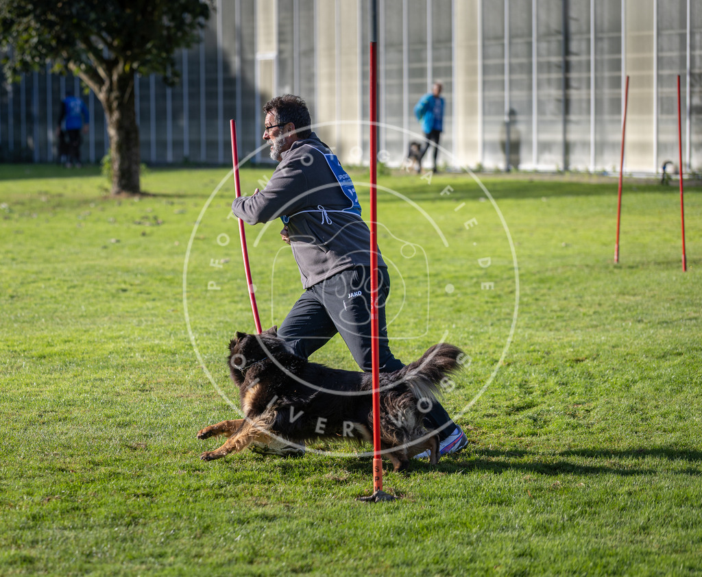 Pfotenfotografie.de_DV3A3280 | Hundefotografie, Tierfotograf, Pfotenfotografie, Fotoshooting Hund, Hunde Portrait, Hundesport, Hundeportraits, Heideshooting, Hunde, Sportfotograf, Hundefotograf, Turnierhundsport, THS, canicross - Realisiert mit Pictrs.com